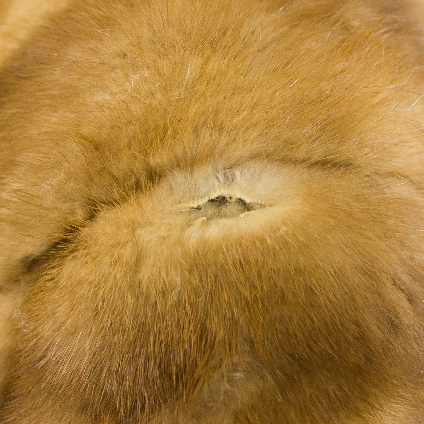 Autumn Haze Mink Stole - Free Size