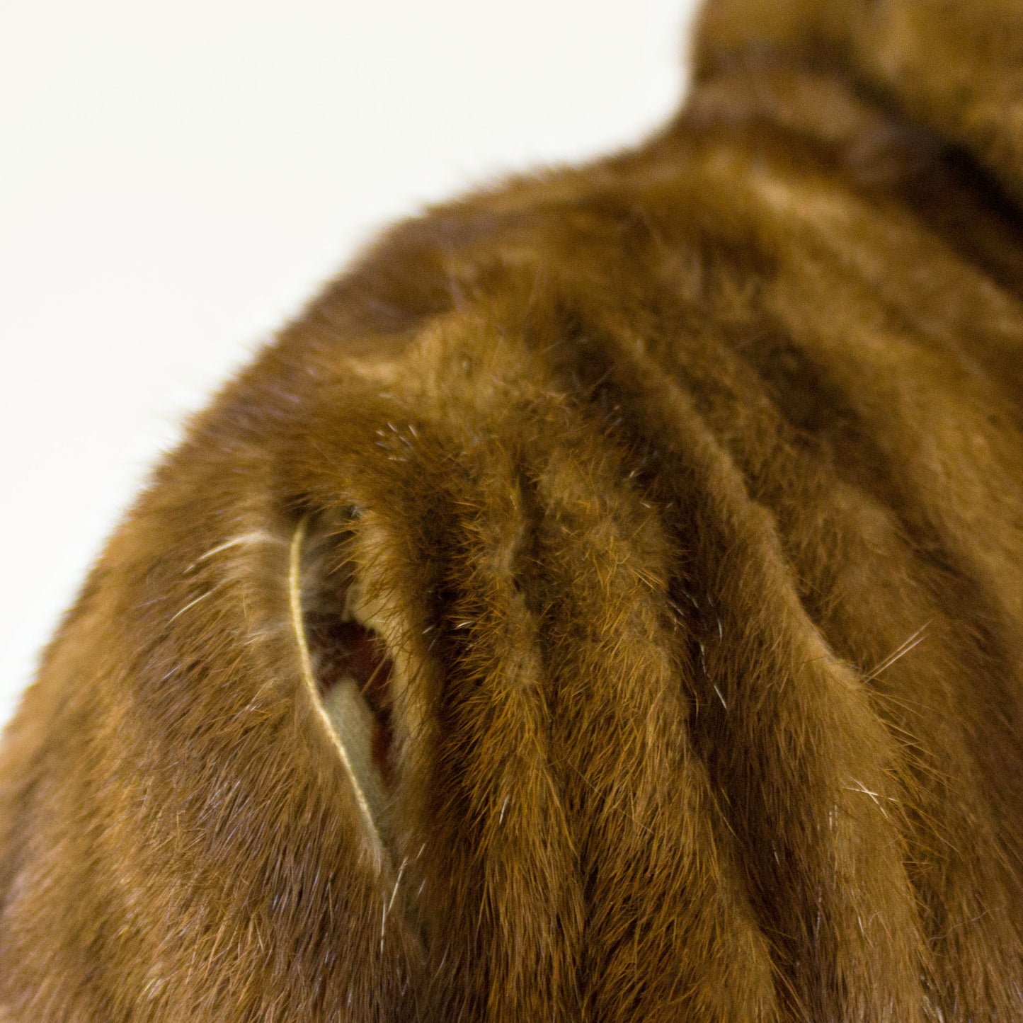 Mahogany Mink Cape- Free Size